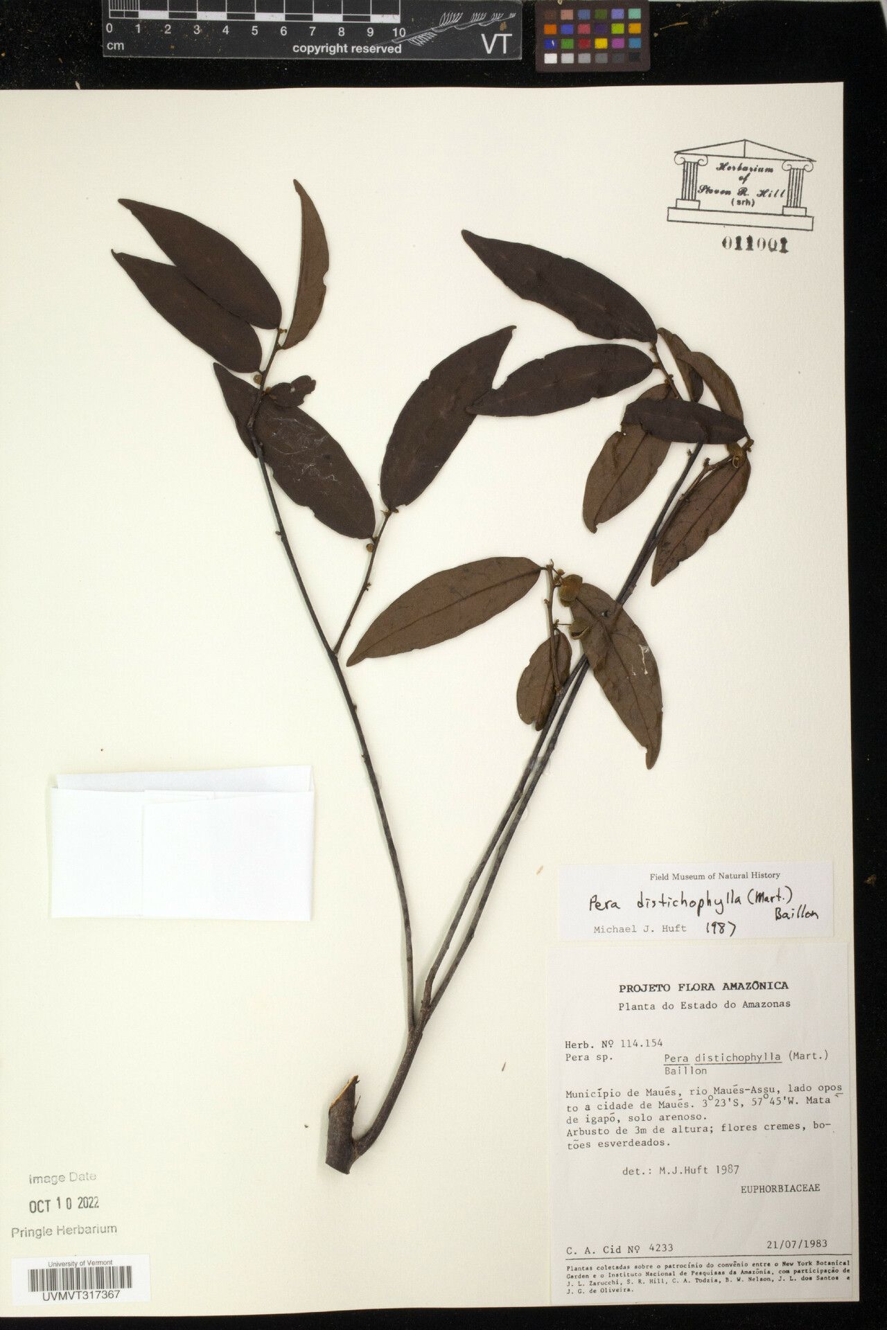 Pera distichophylla — related species from the same genus