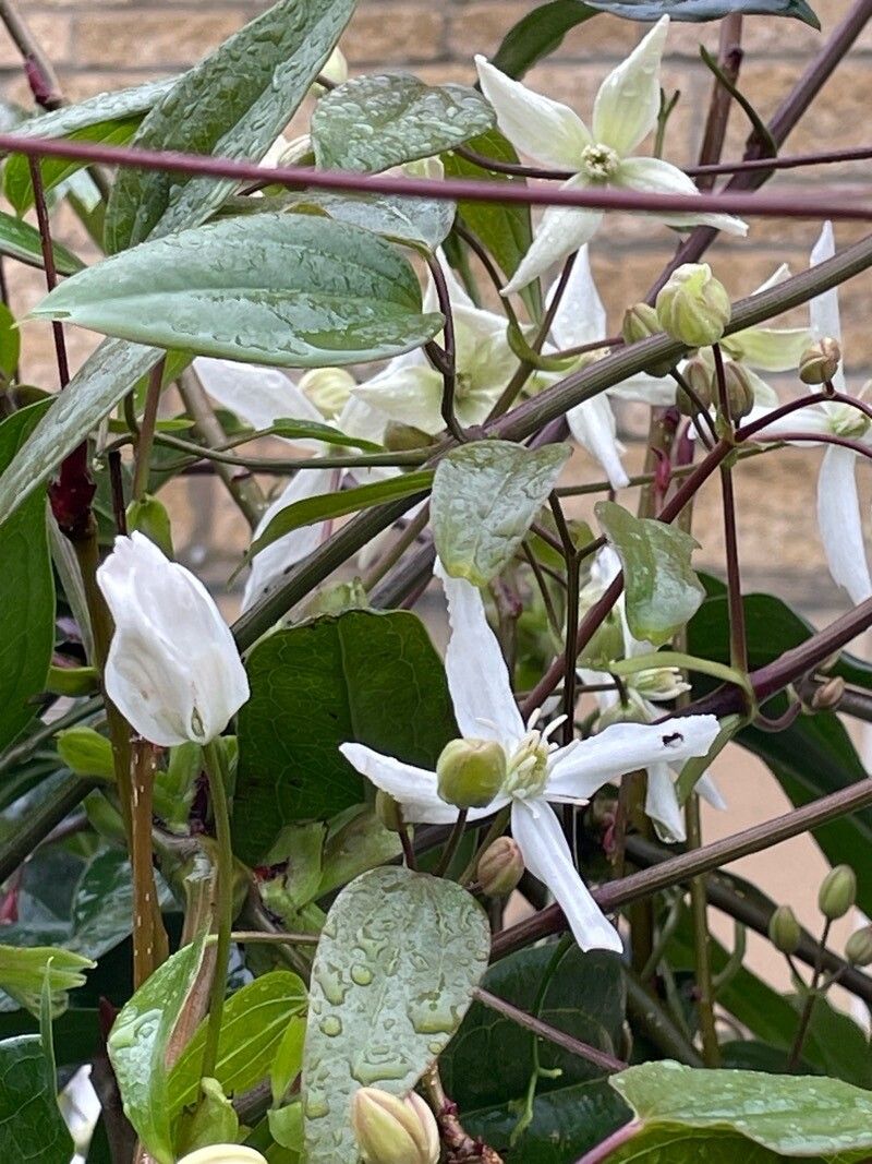 Clematis armandi flower