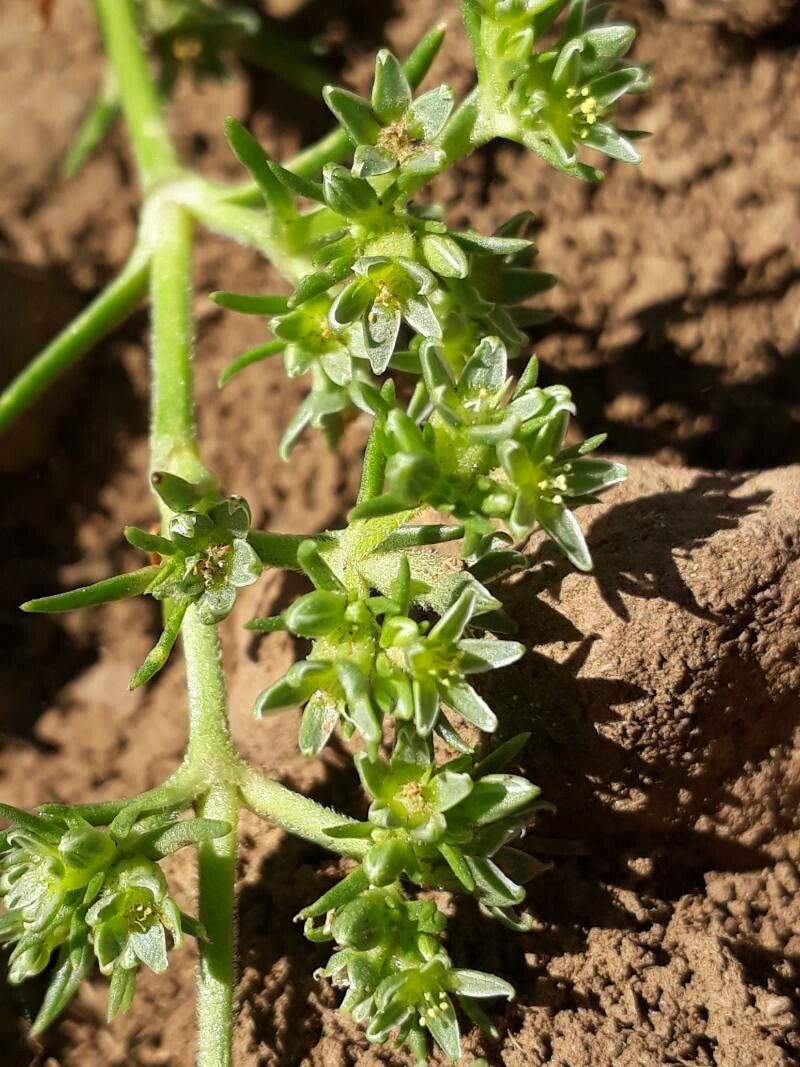 Scleranthus uncinatus flower