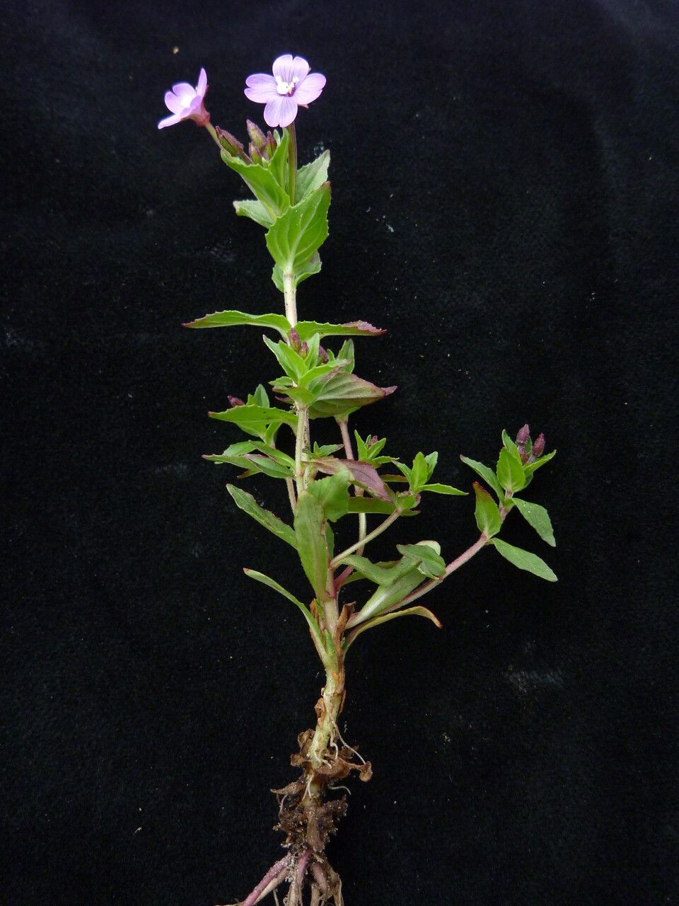Epilobium chitralense habit