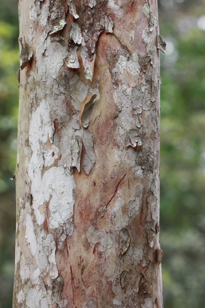 Myrcianthes fragrans bark