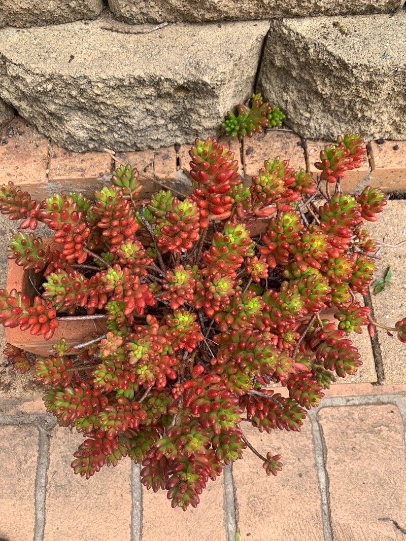 Sedum rubrotinctum fruit