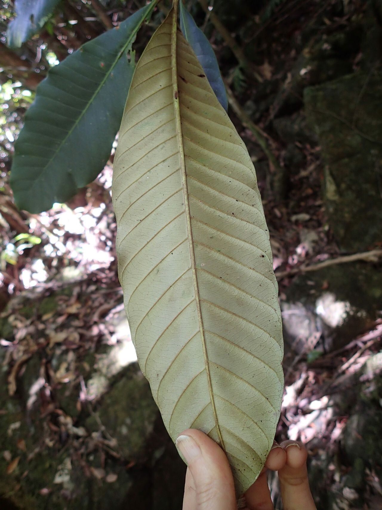 Pycnandra balansae — related species from the same genus