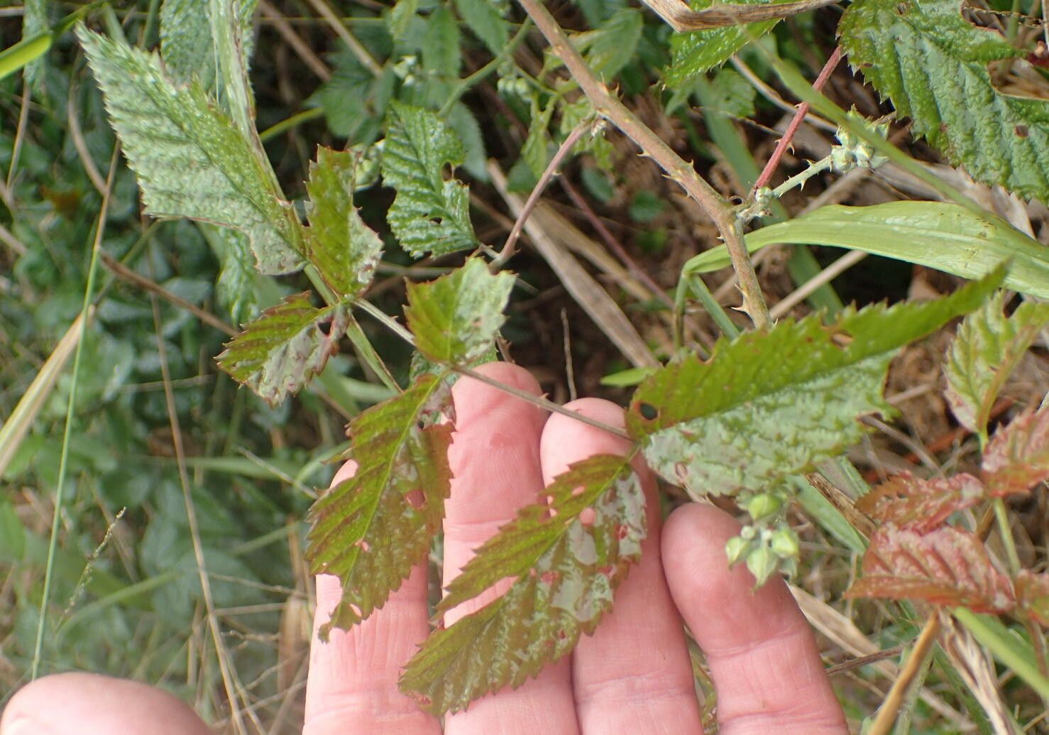 Rubus pinnatus leaf