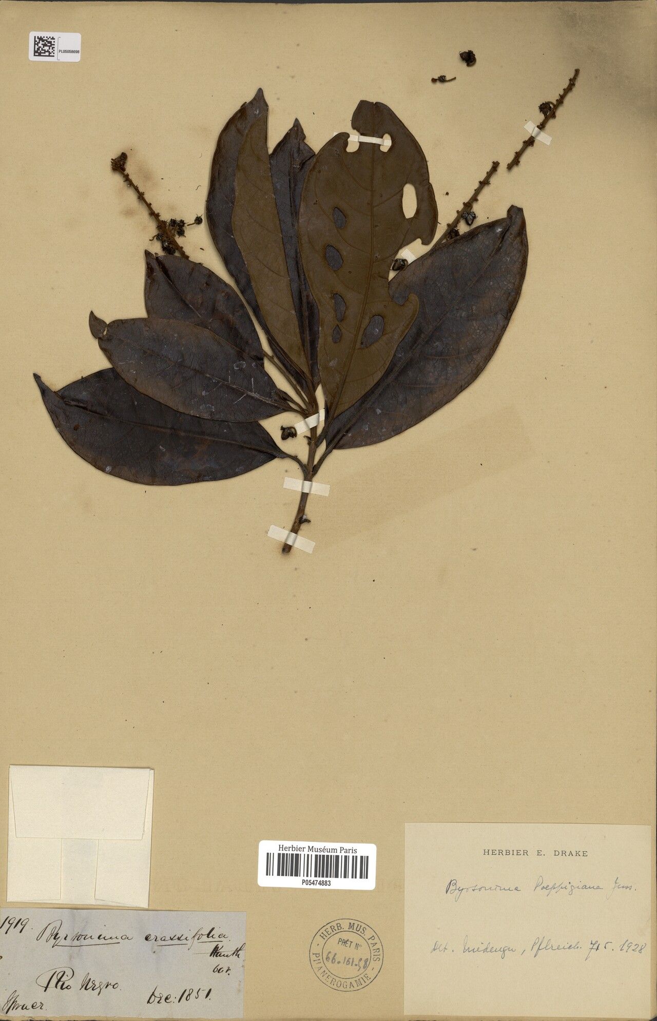 Byrsonima poeppigiana — houseplant care guide