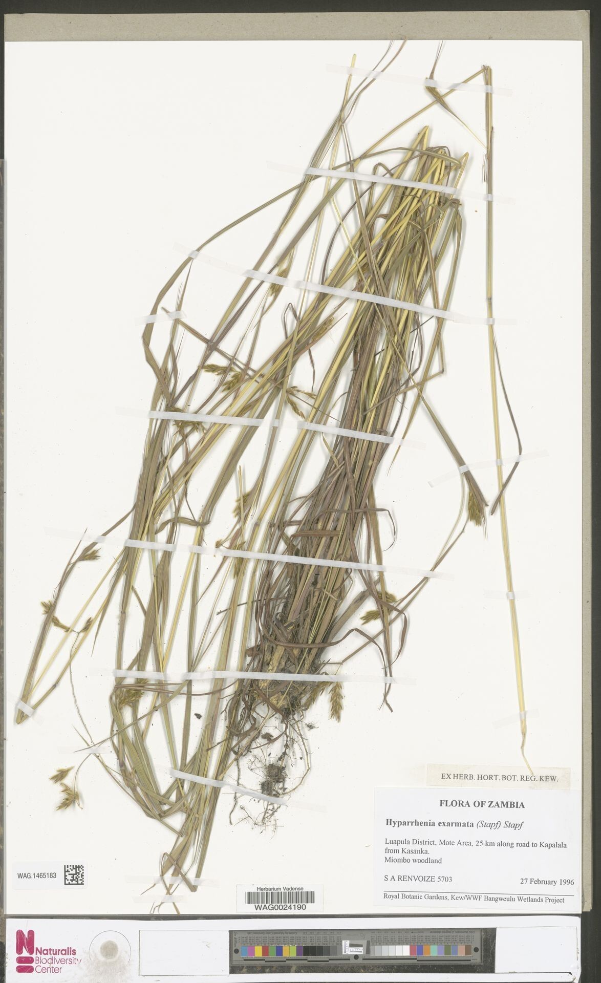 Hyparrhenia exarmata — houseplant care guide