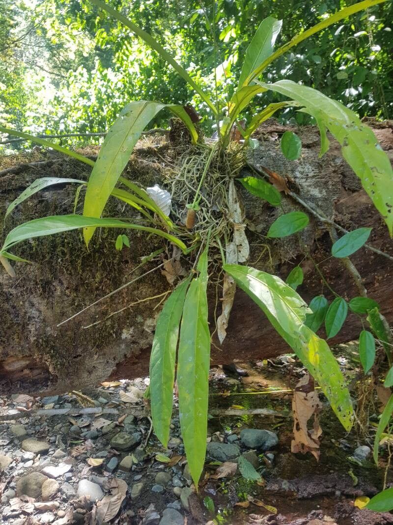 Anthurium eximium habit