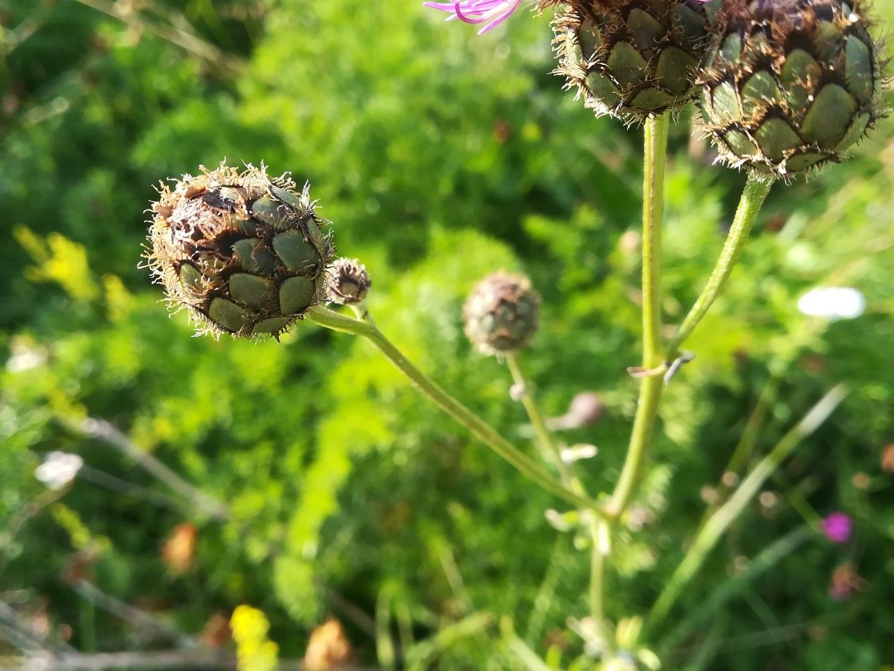 Centaurea scabiosa fruit