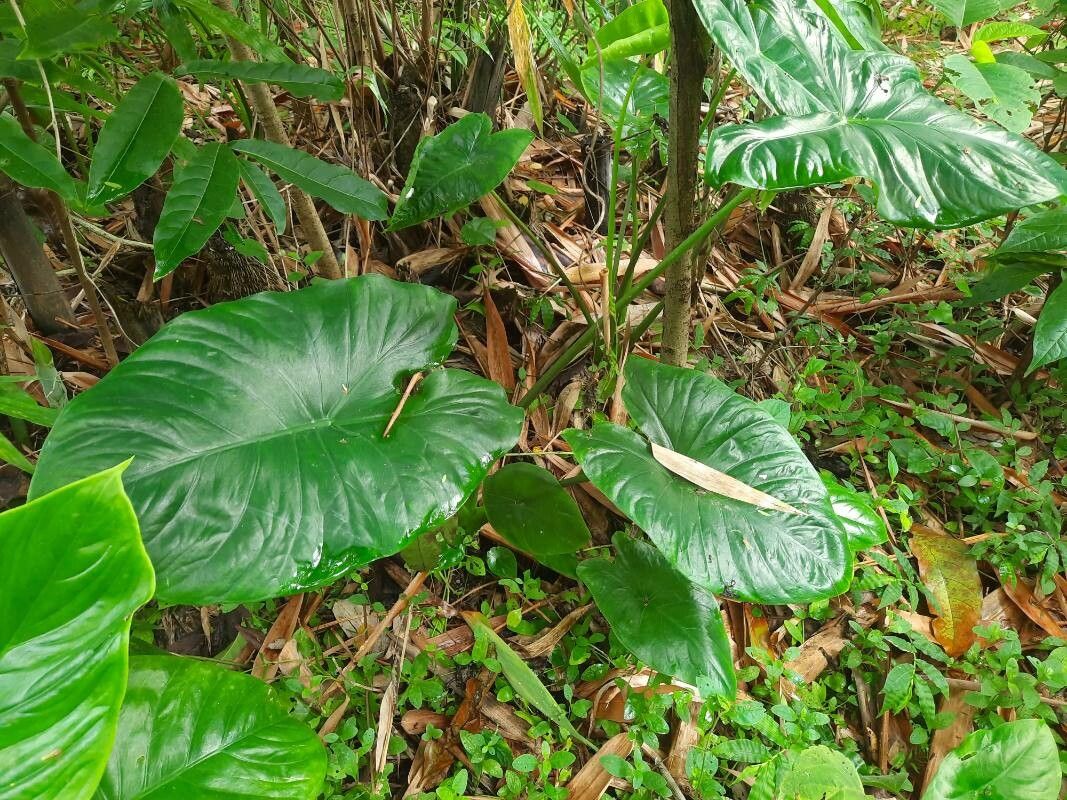 Alocasia fornicata — houseplant care guide