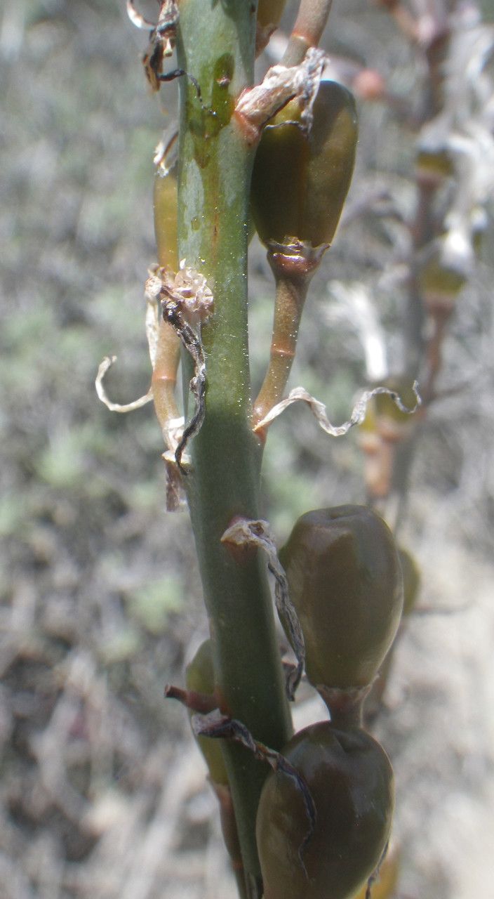 Asphodelus aestivus fruit