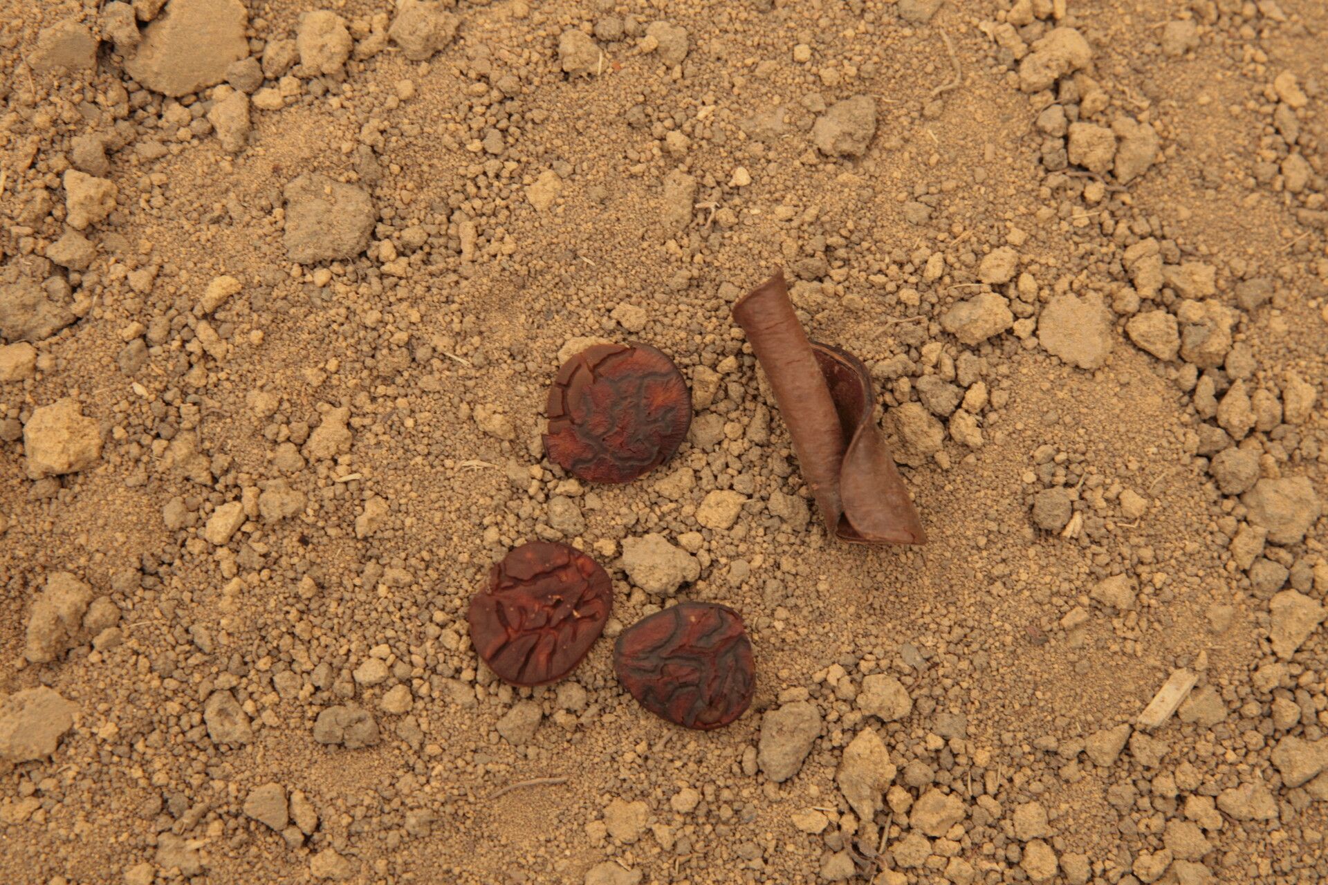 Cynometra hankei fruit