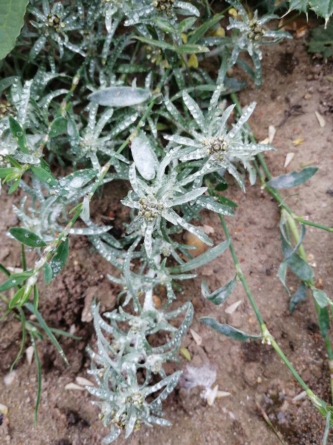 Gnaphalium uliginosum leaf