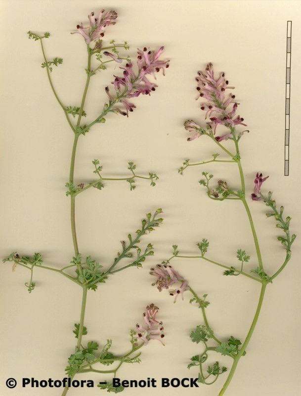 Fumaria reuteri other