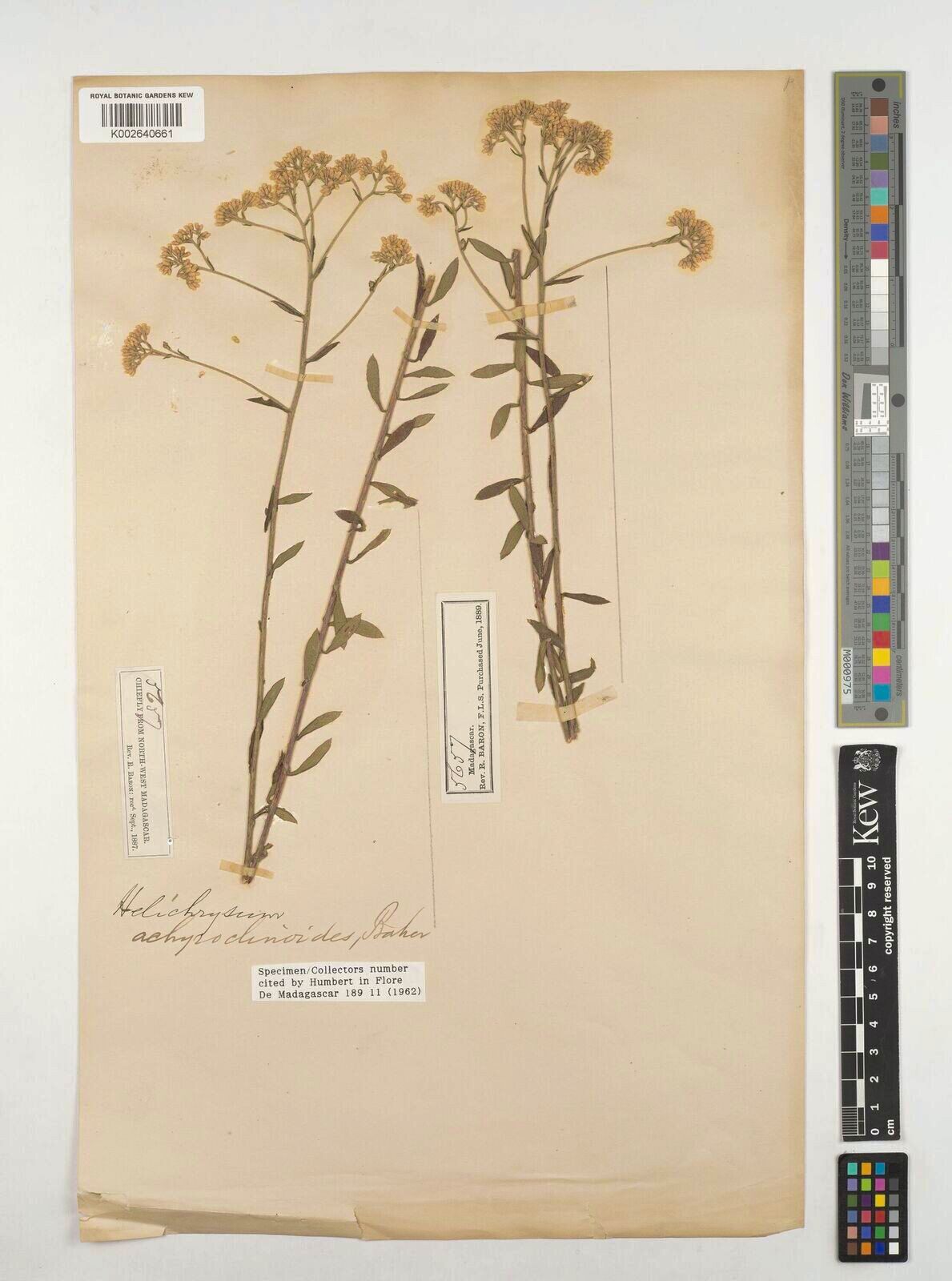 Helichrysum achryroclinoides