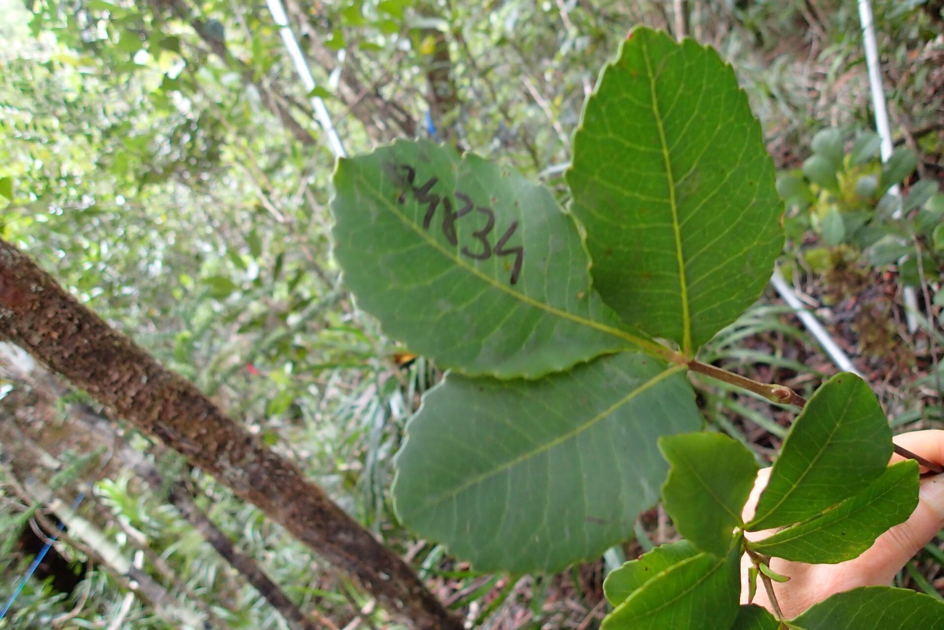 Pterophylla dichotoma — houseplant care guide