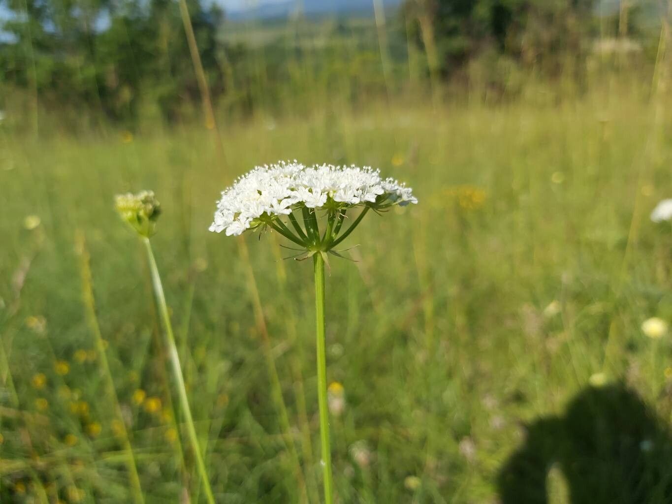 Oenanthe millefolia flower