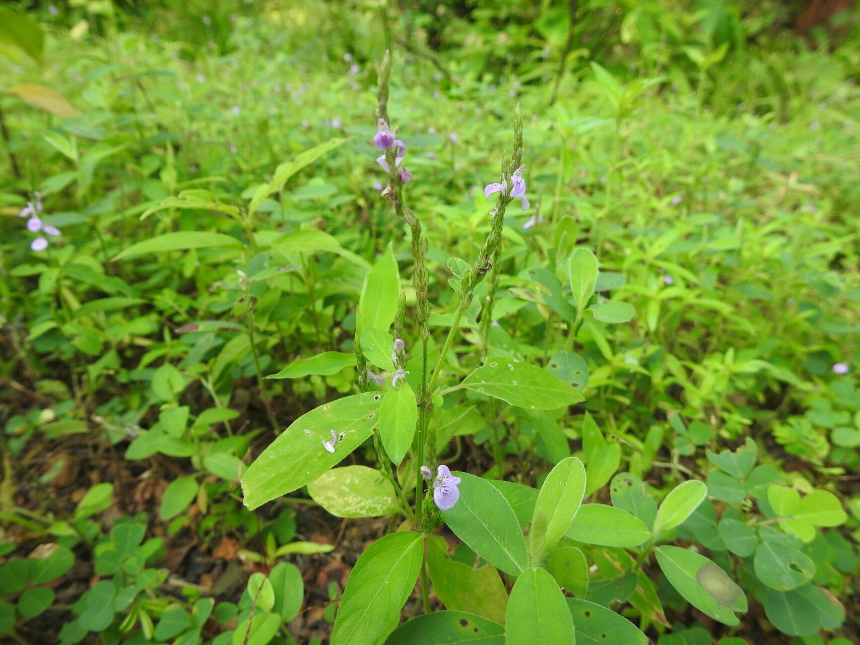Justicia procumbens — search result for 'Justicia'