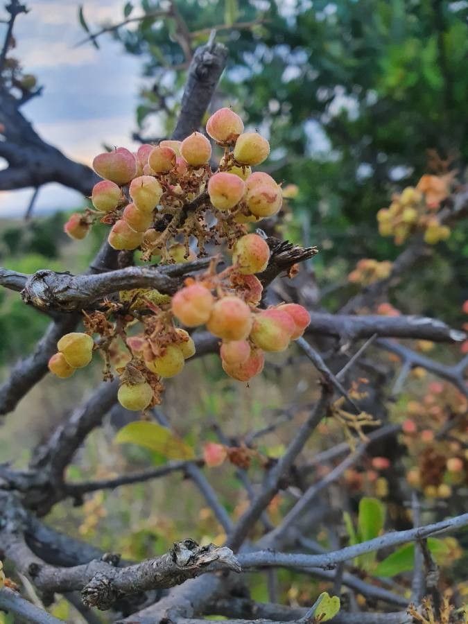 Gymnosporia putterlickioides fruit