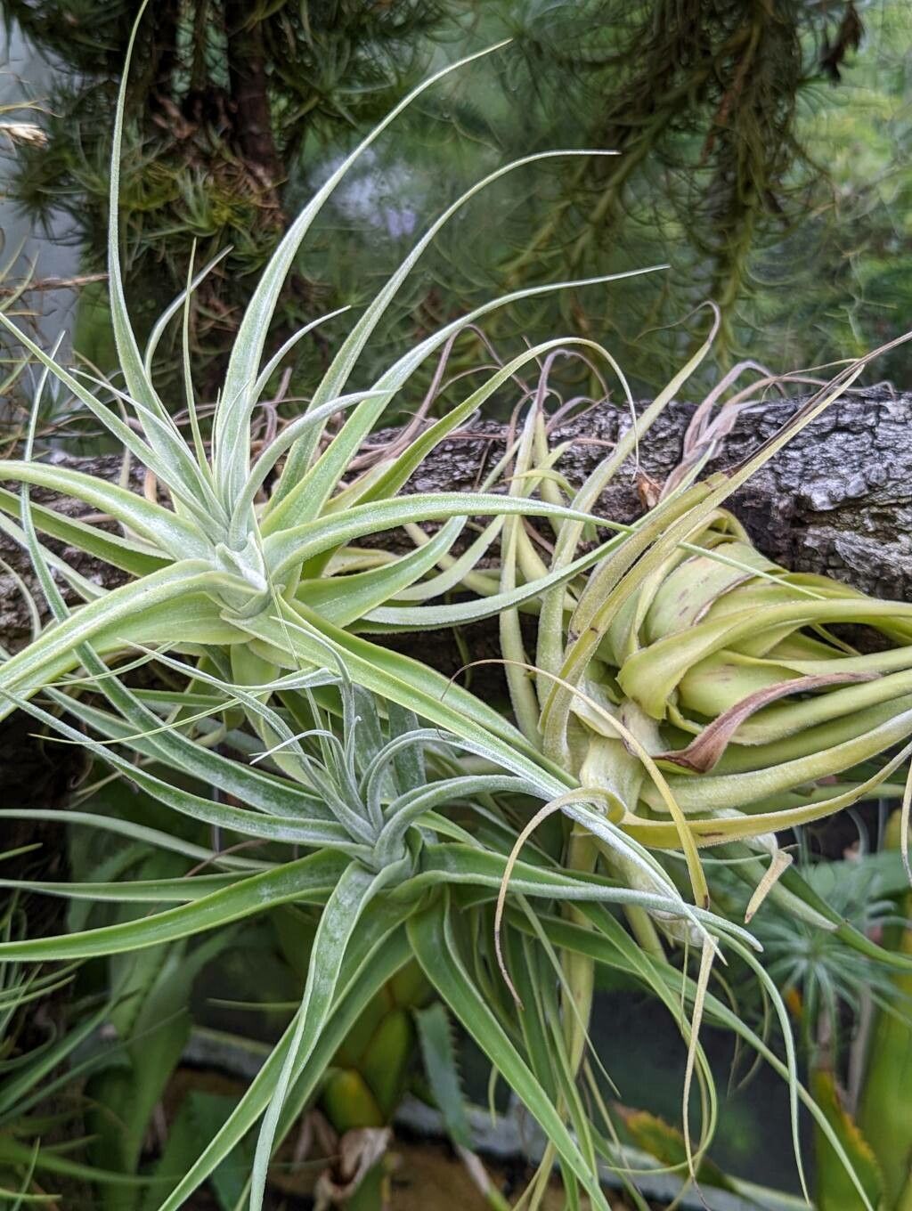 Tillandsia straminea leaf