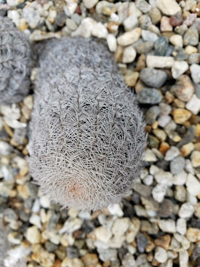 Echinocereus reichenbachii — search result for 'Echinocereus'