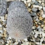 Echinocereus reichenbachii