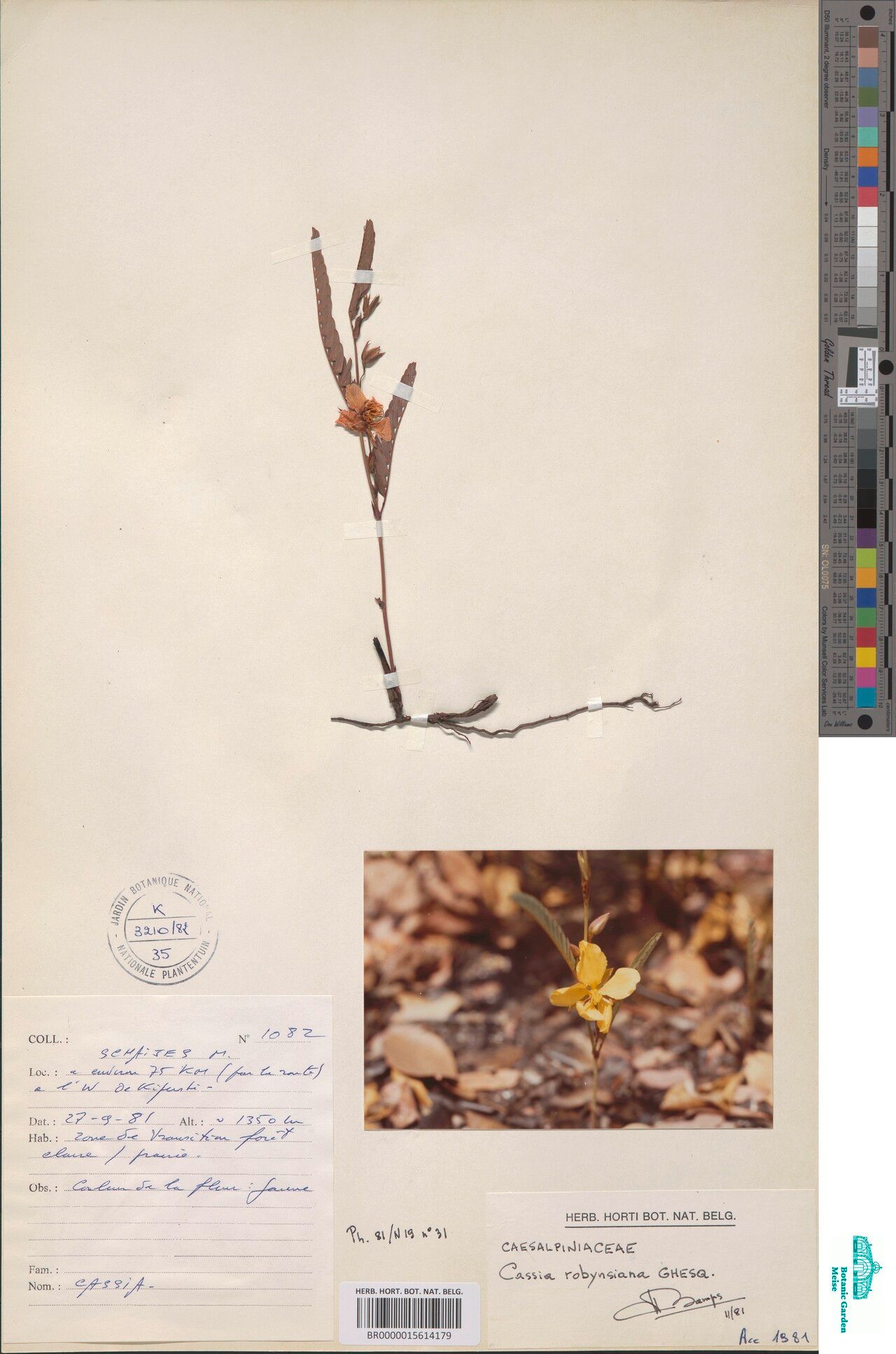 Chamaecrista robynsiana — houseplant care guide