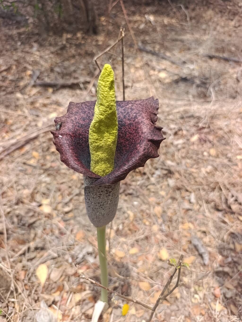 Amorphophallus perrieri — search result for 'Amorphophallus'