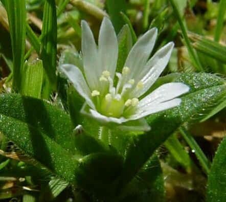 Cerastium holosteoides — search result for 'Cerastium'