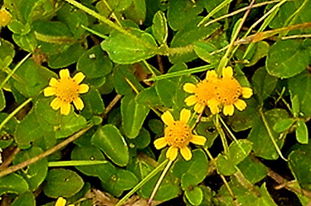 Acmella repens — houseplant care guide