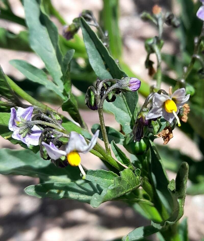 Solanum endoadenium flower