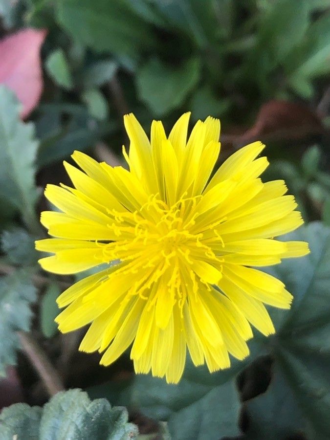 Crepis bursifolia flower