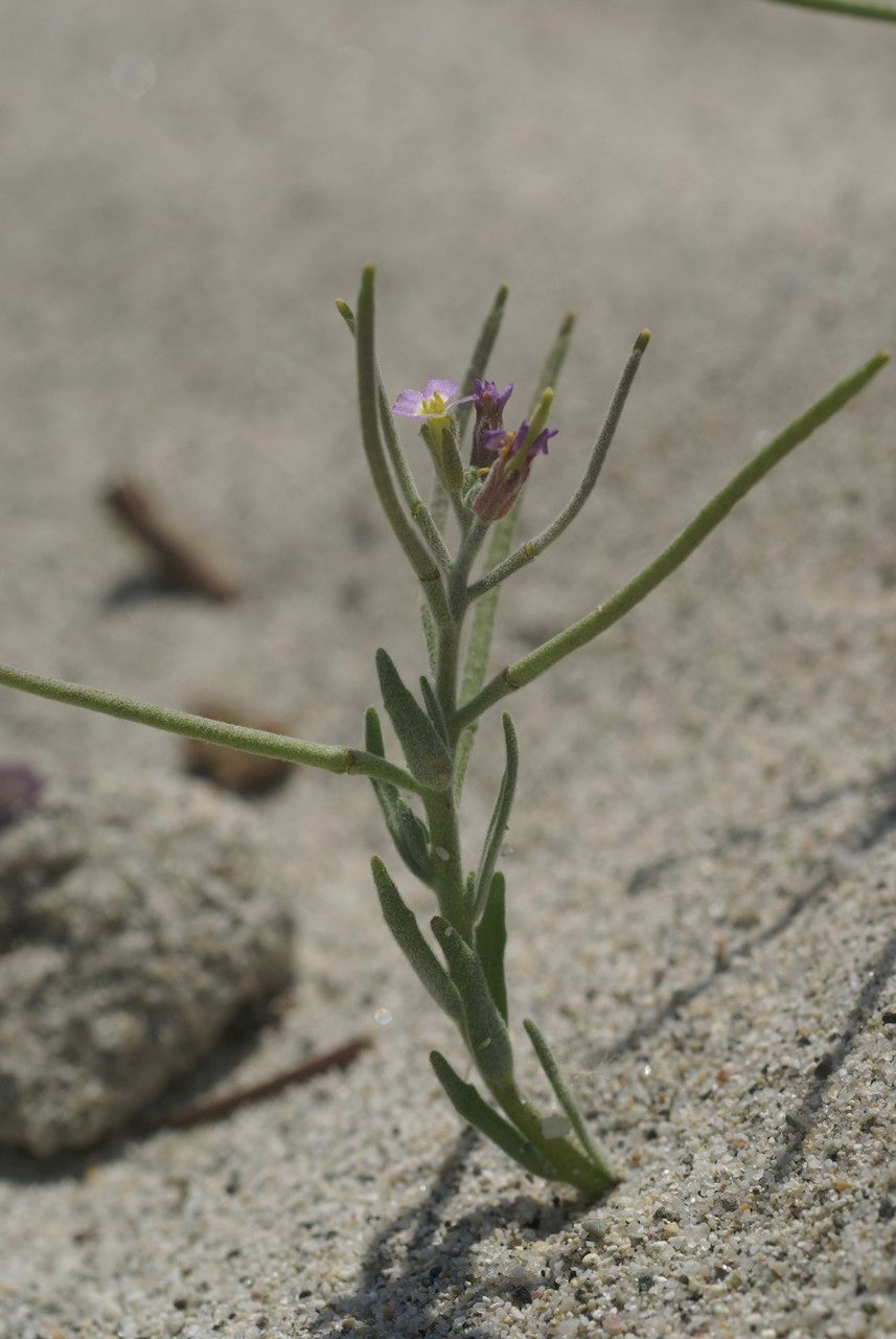 Malcolmia ramosissima habit