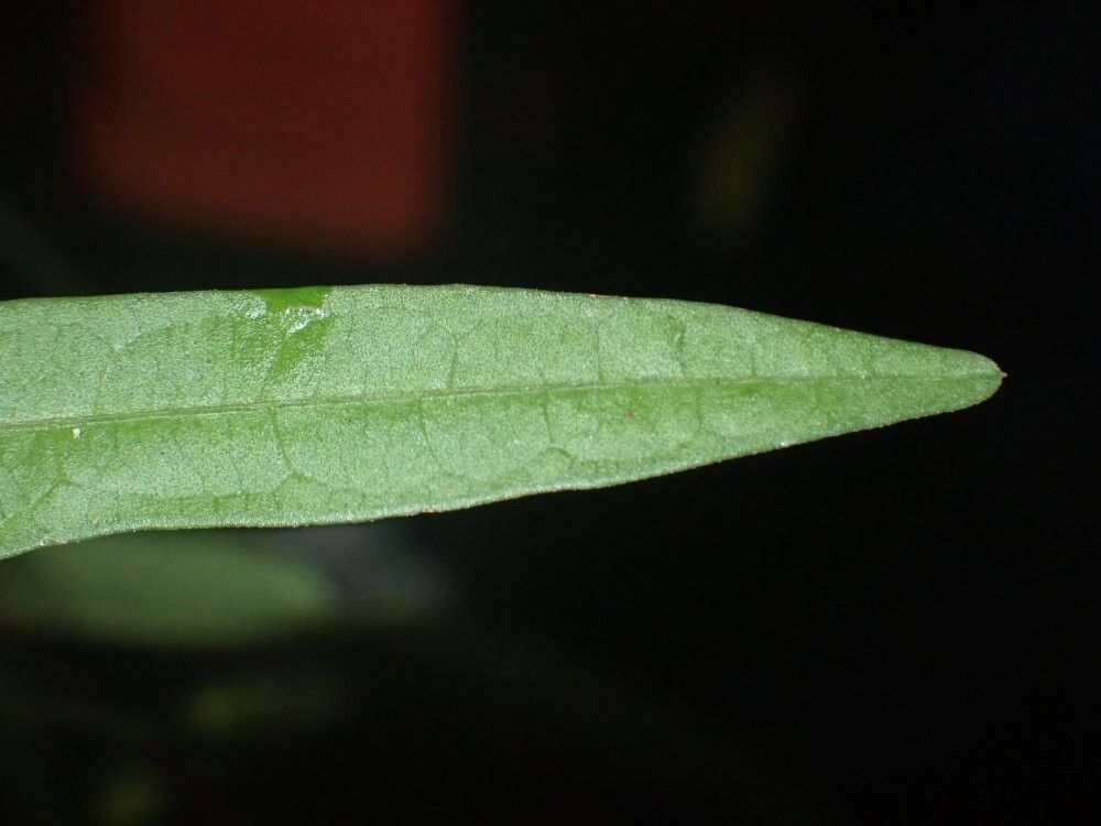 Vigna stenophylla — houseplant care guide