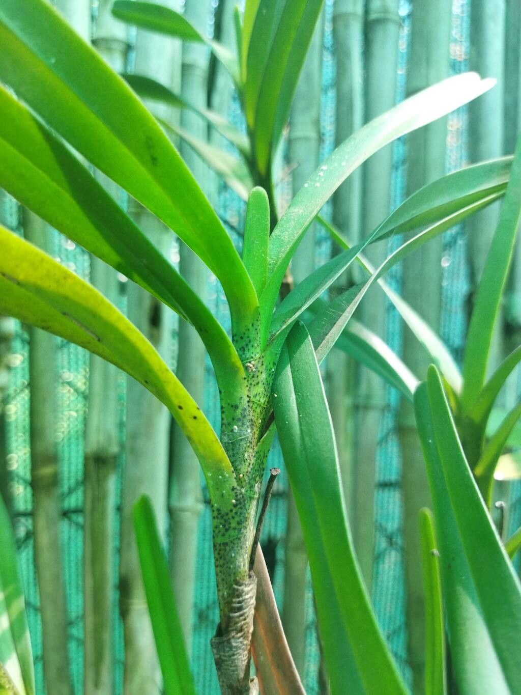 Jumellea punctata — houseplant care guide