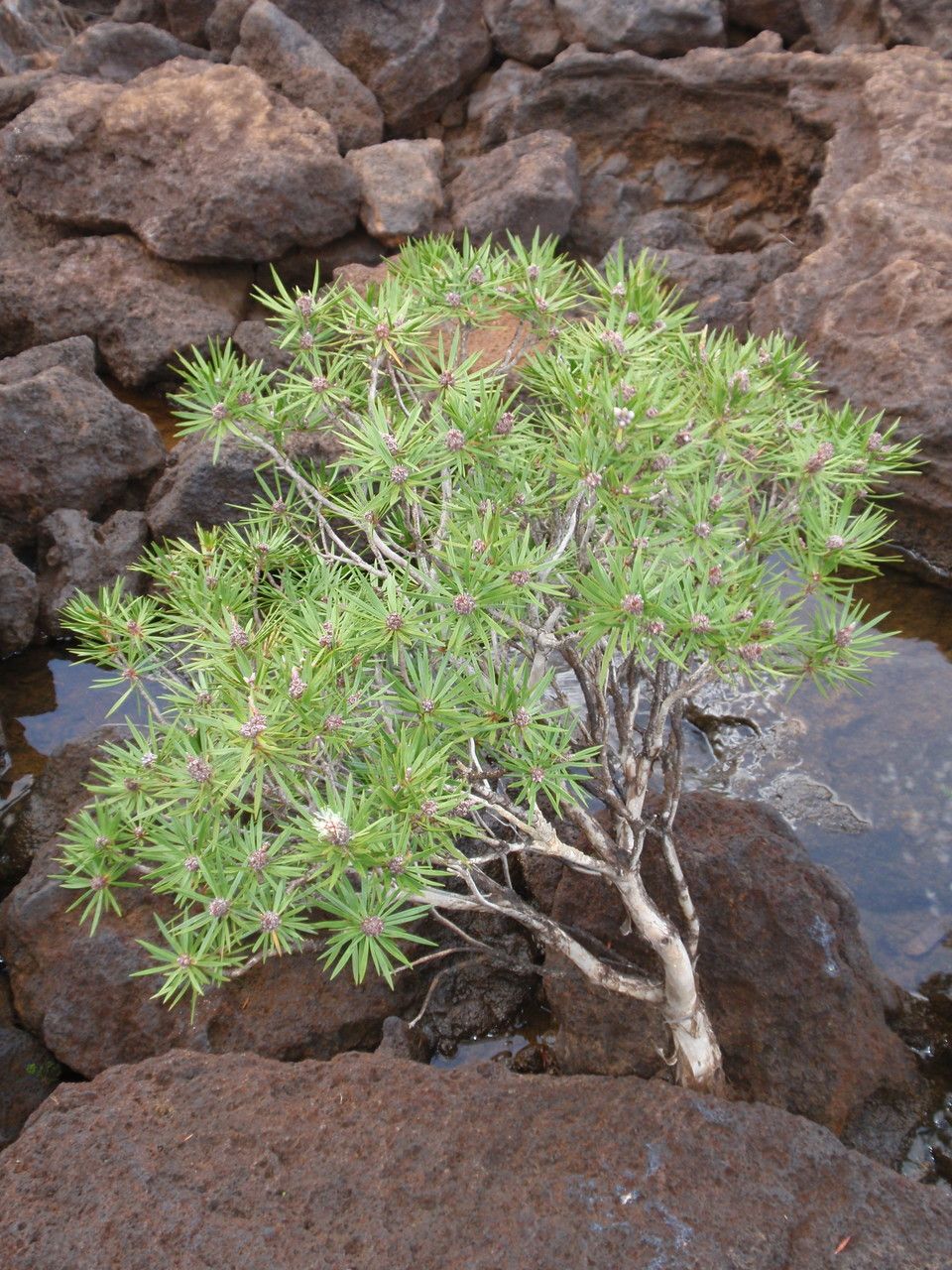 Melaleuca brongniartii habit