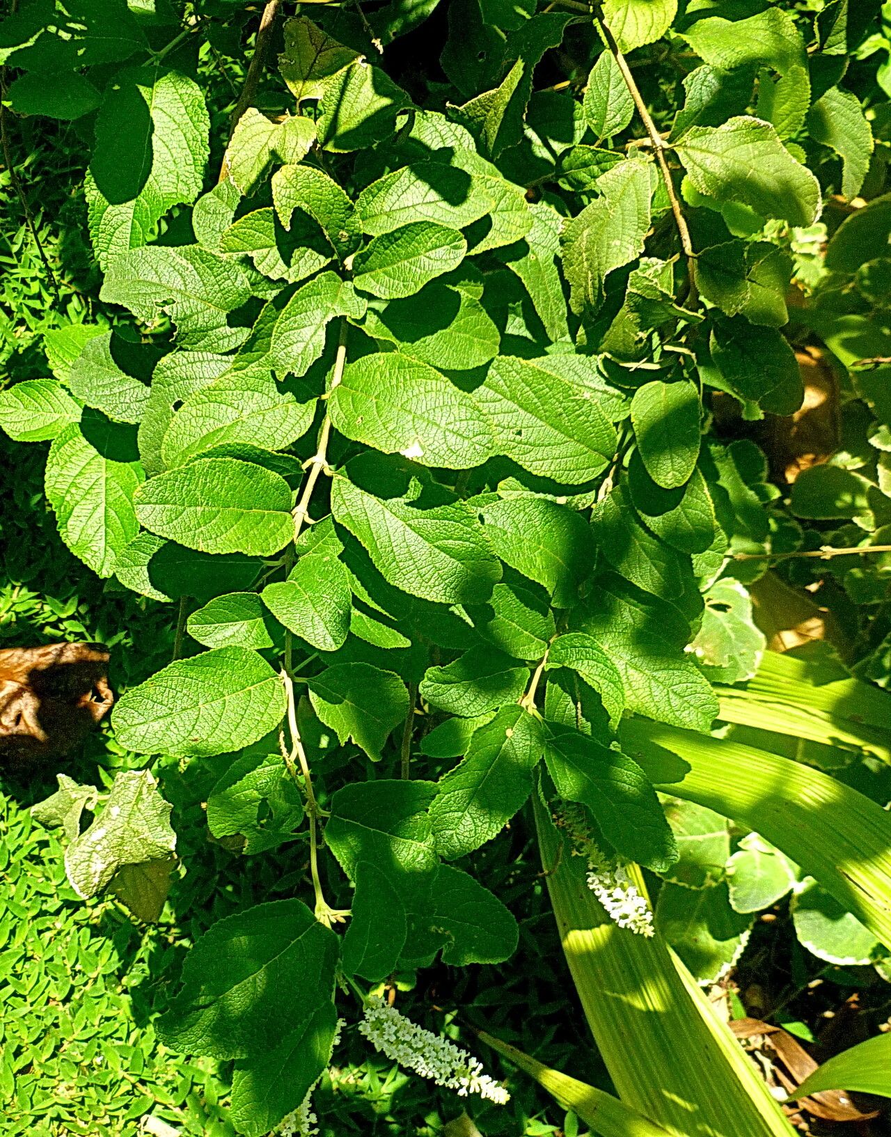 Buddleja paniculata — search result for 'Buddleja'