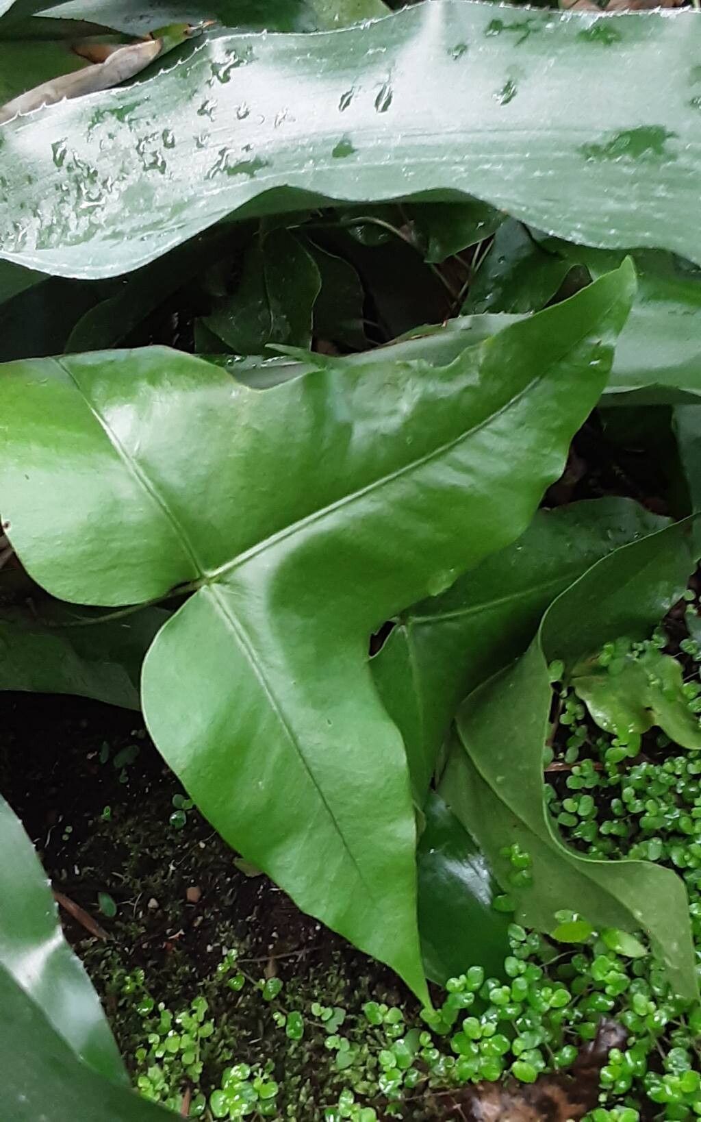 Drynaria sagitta — search result for 'Drynaria'