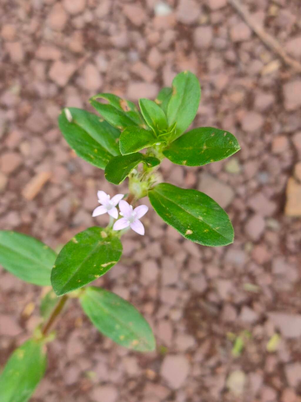 Spermacoce articularis flower