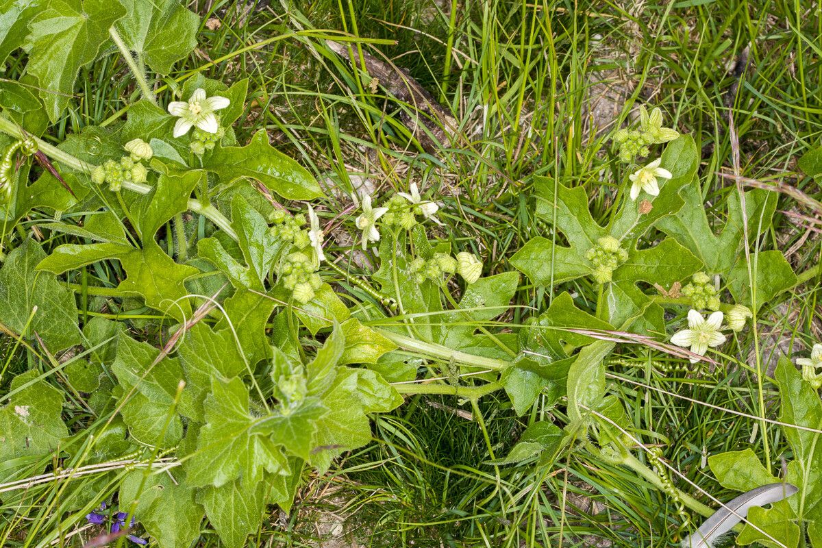 Bryonia dioica flower