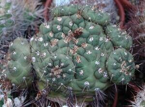 Weingartia kargliana — related species from the same genus