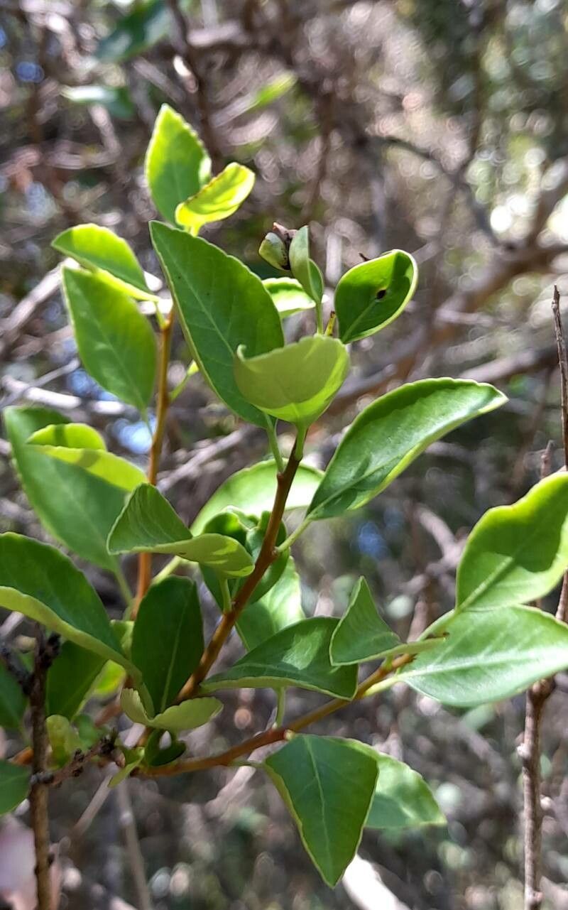 Schinus patagonica leaf