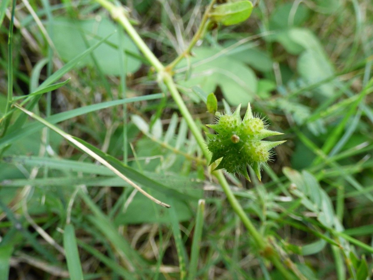 Tribulus cistoides fruit