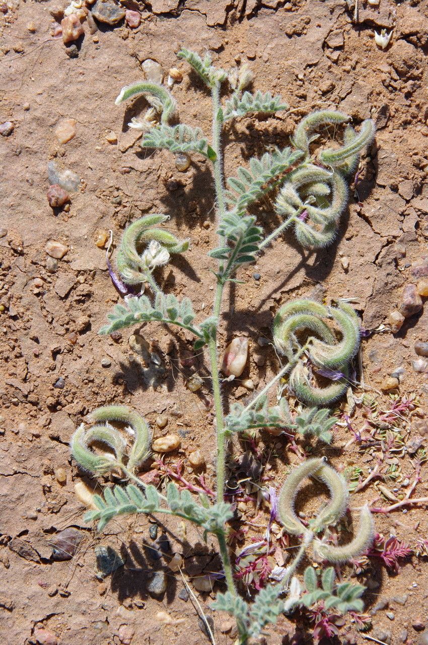 Astragalus eremophilus fruit