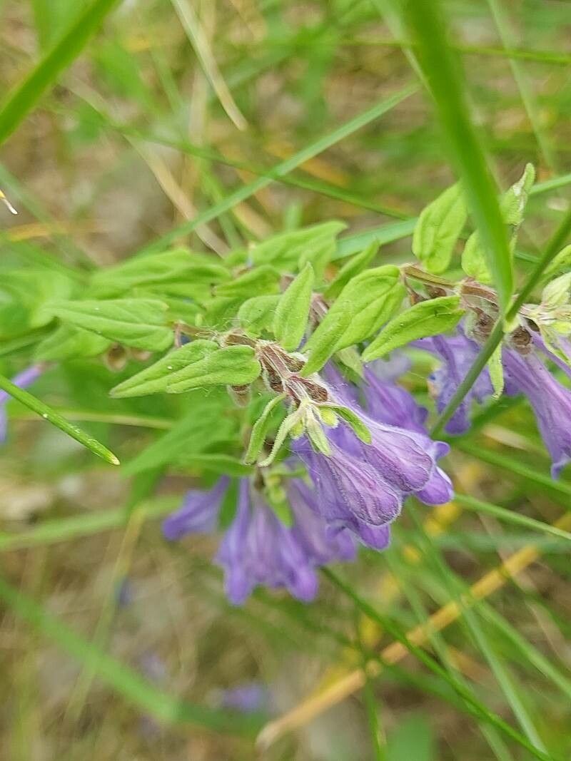 Scutellaria hastifolia — houseplant care guide