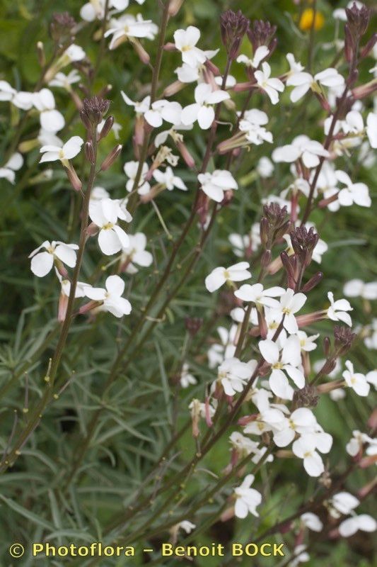 Erysimum semperflorens other