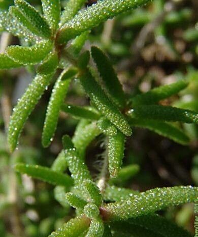 Drosanthemum striatum — search result for 'Drosanthemum'