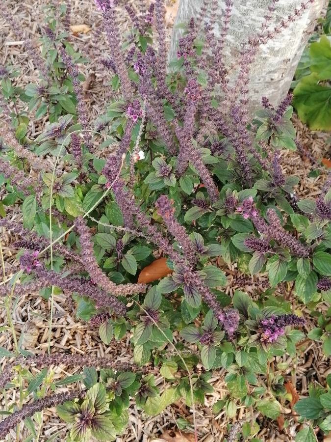 Ocimum kilimandscharicum flower
