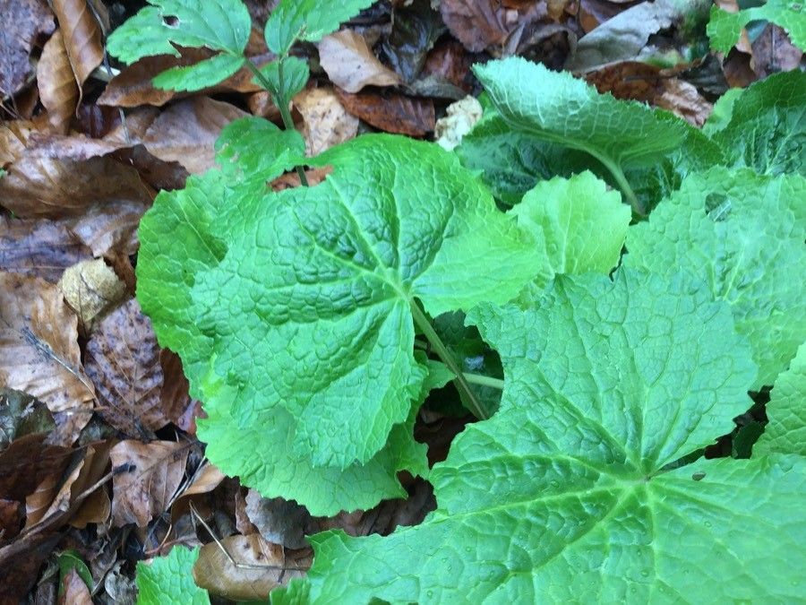 Valeriana pyrenaica leaf