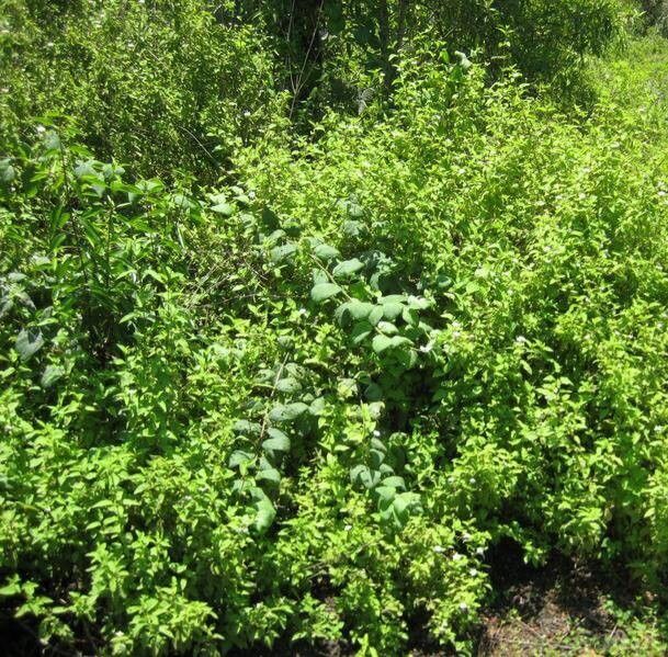 Lantana peduncularis habit