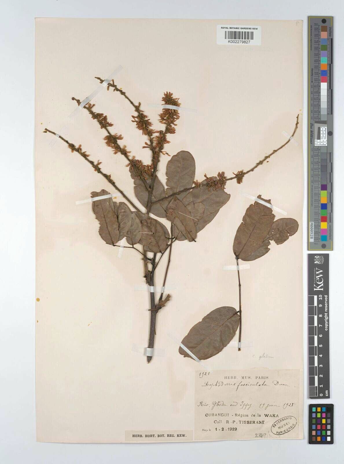 Leptoderris oxytropis — houseplant care guide